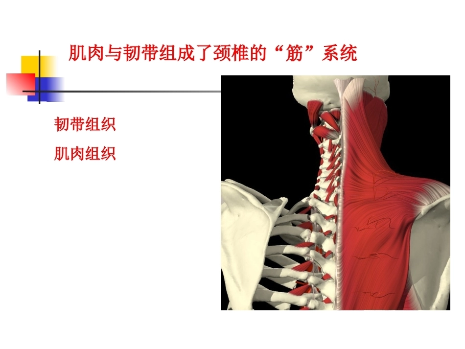 颈椎病的诊断与治疗(3)_第8页
