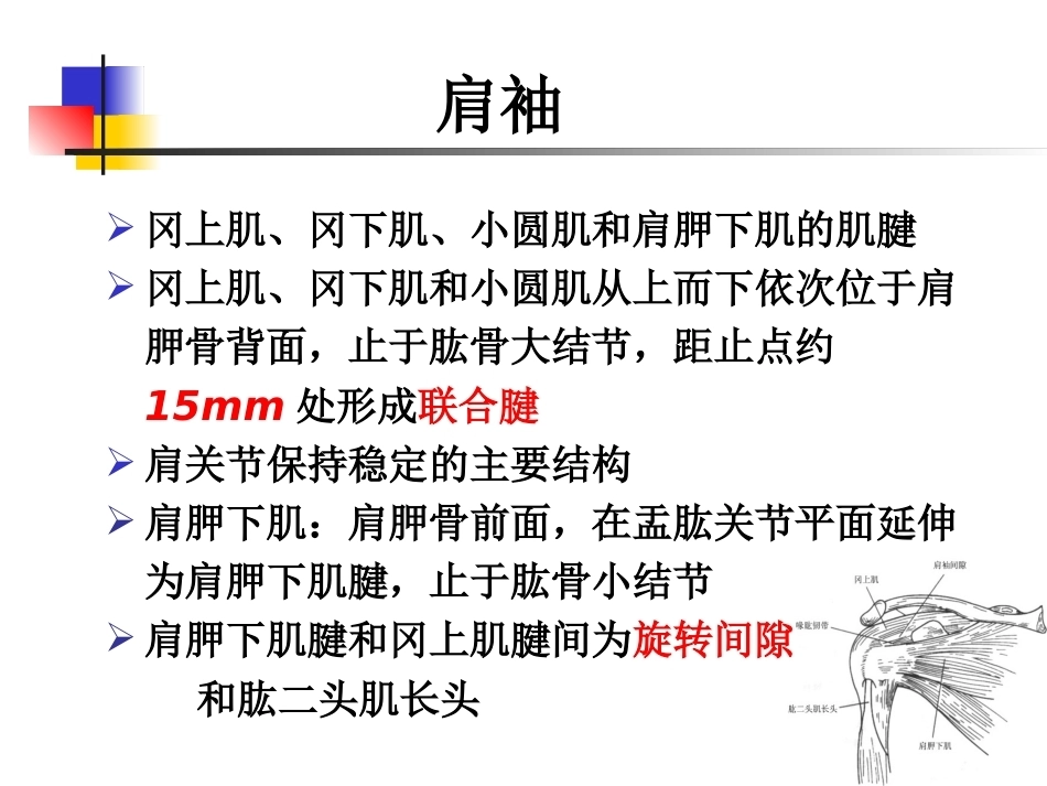 肩关节病变MRI解剖和诊断课件_第13页