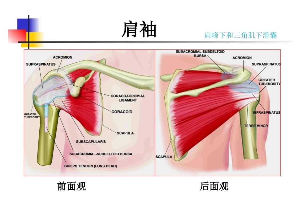 肩关节病变MRI解剖和诊断课件_第14页