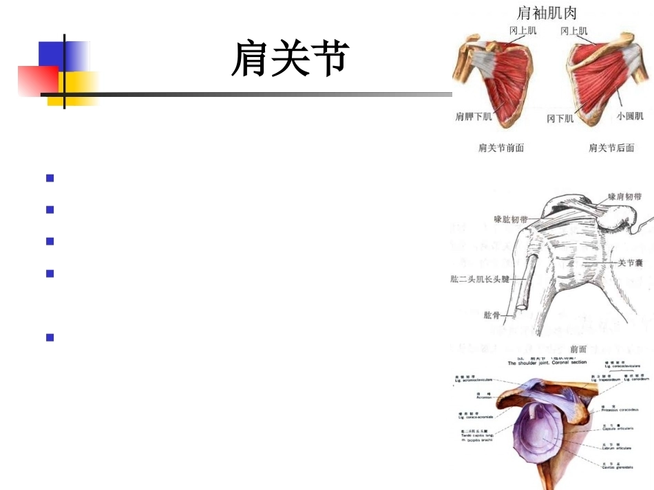 肩关节病变MRI解剖和诊断课件_第4页