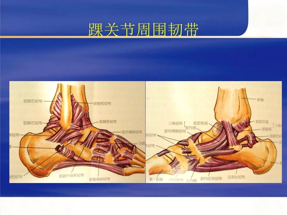 踝关节撞击综合征影像学(2)_第5页