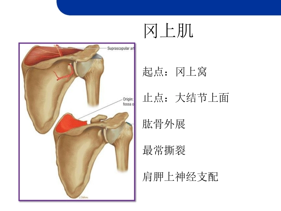 肩关节损伤MRI(2)_第11页