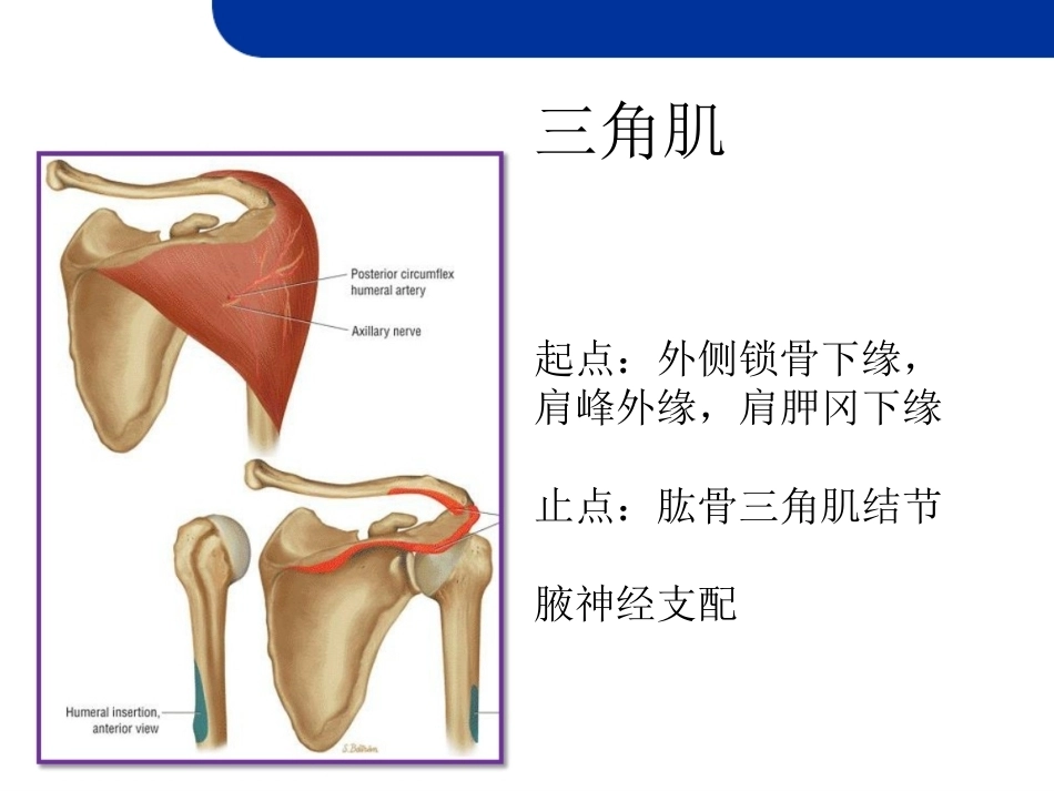 肩关节损伤MRI(2)_第14页