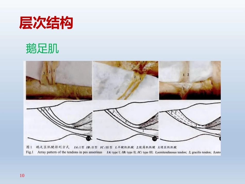 长海膝关节周围解剖(2)_第10页