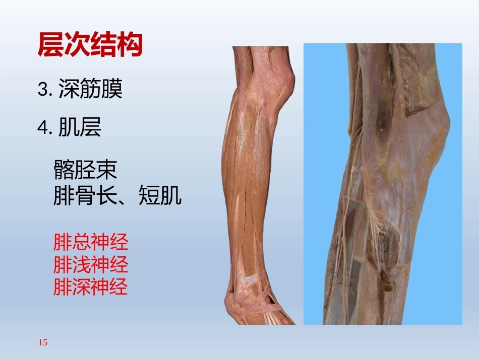 长海膝关节周围解剖(2)_第15页
