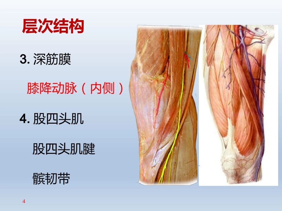 长海膝关节周围解剖(2)_第4页