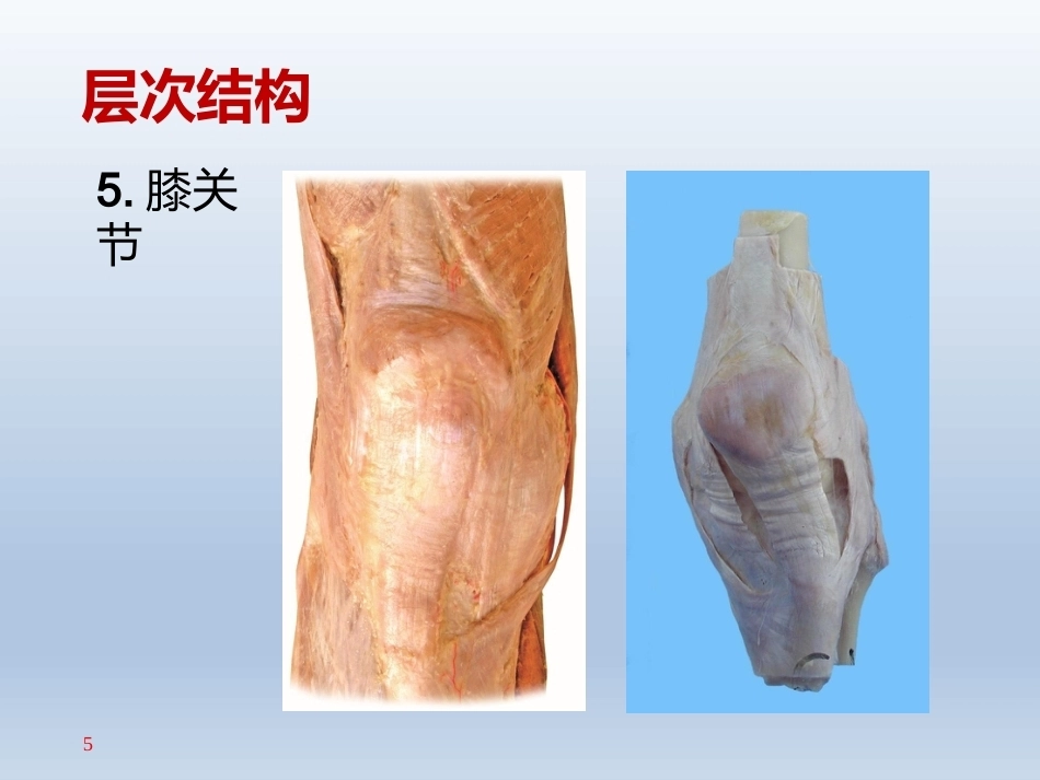长海膝关节周围解剖(2)_第5页