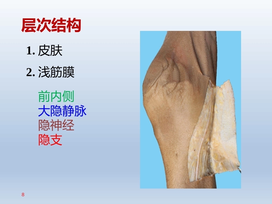长海膝关节周围解剖(2)_第8页