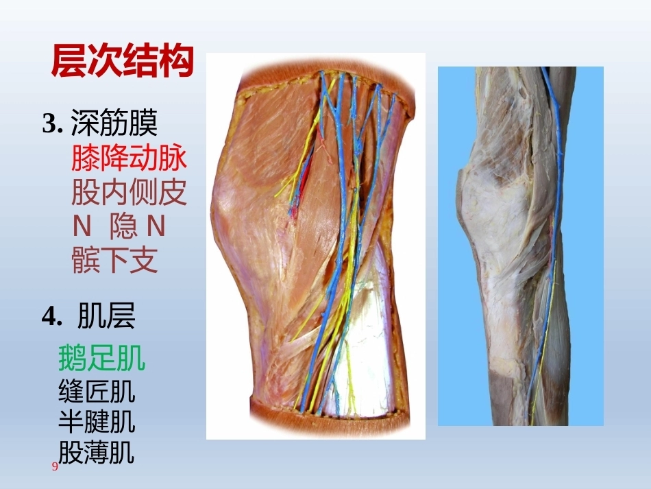 长海膝关节周围解剖(2)_第9页