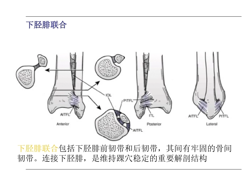 踝关节骨折(2)_第5页