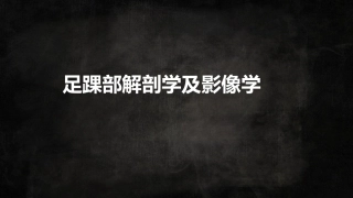 足踝解剖3