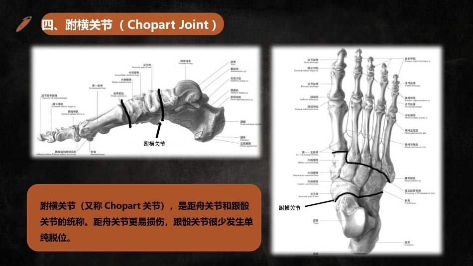 足踝解剖3_第14页