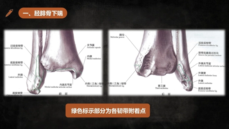 足踝解剖3_第5页