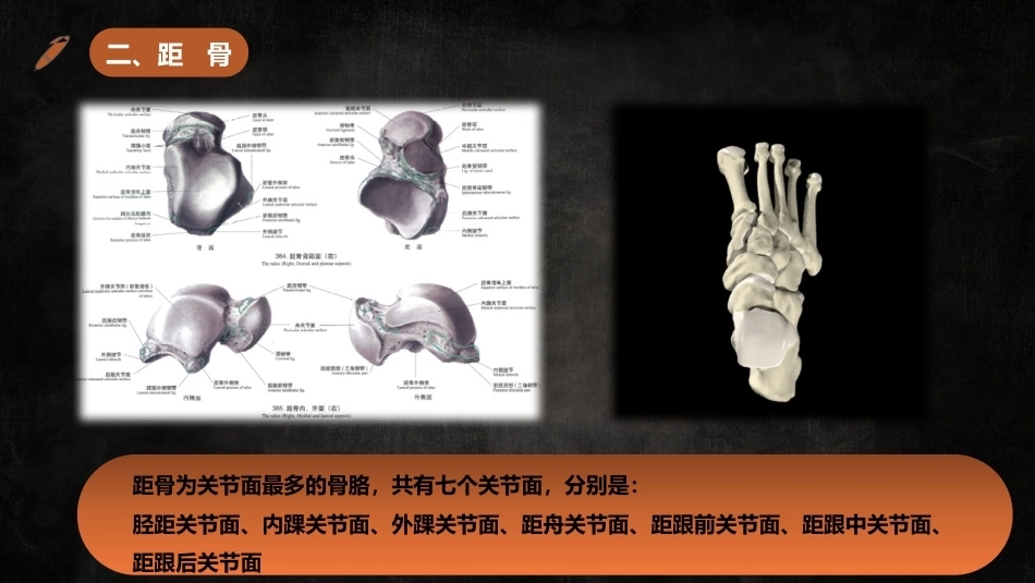 足踝解剖3_第8页