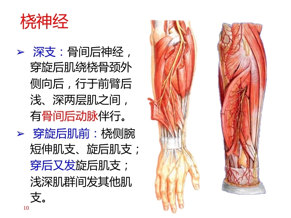 上肢主要血管神经(8)_第10页