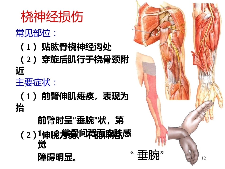 上肢主要血管神经(8)_第12页