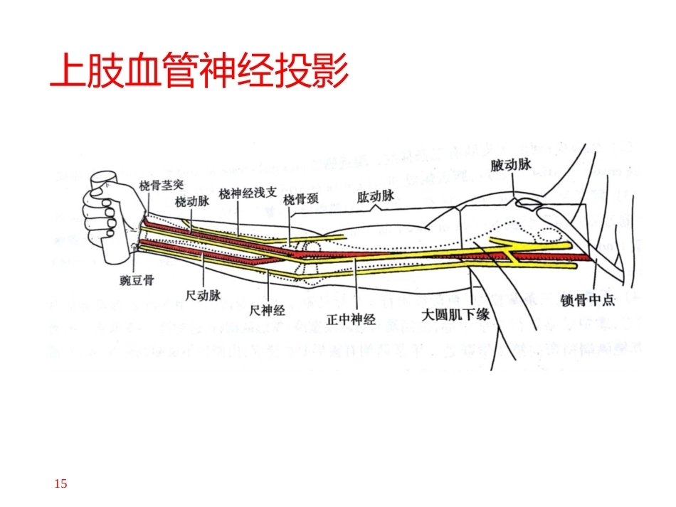 上肢主要血管神经(8)_第15页
