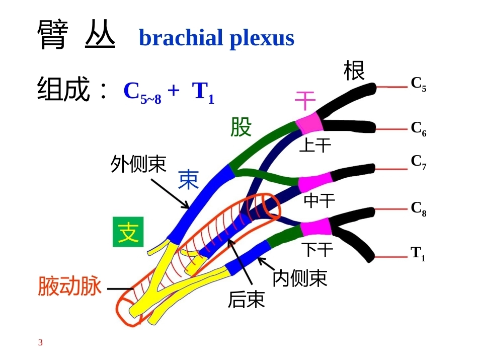 上肢主要血管神经(8)_第3页