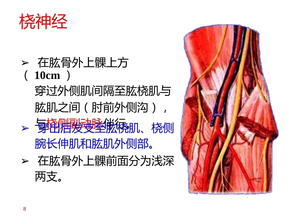 上肢主要血管神经(8)_第8页