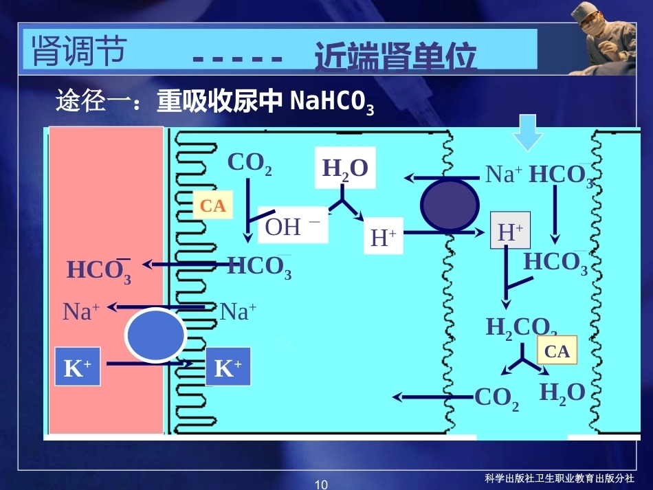 酸碱平衡紊乱病理学基础_第10页
