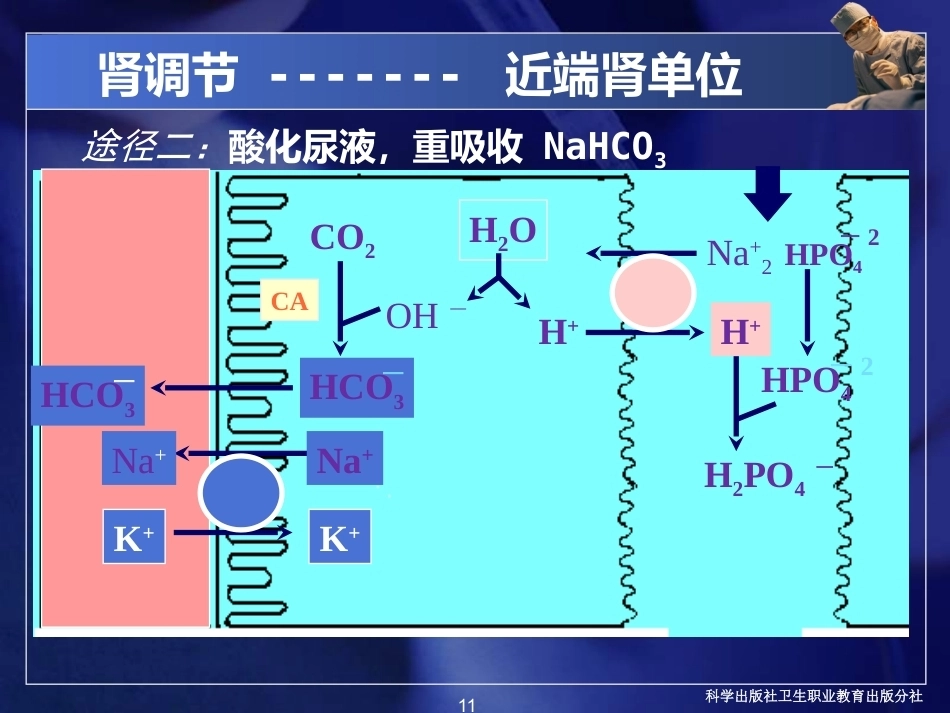 酸碱平衡紊乱病理学基础_第11页