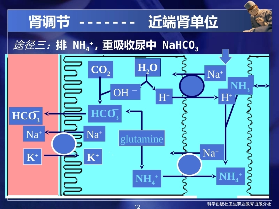酸碱平衡紊乱病理学基础_第12页