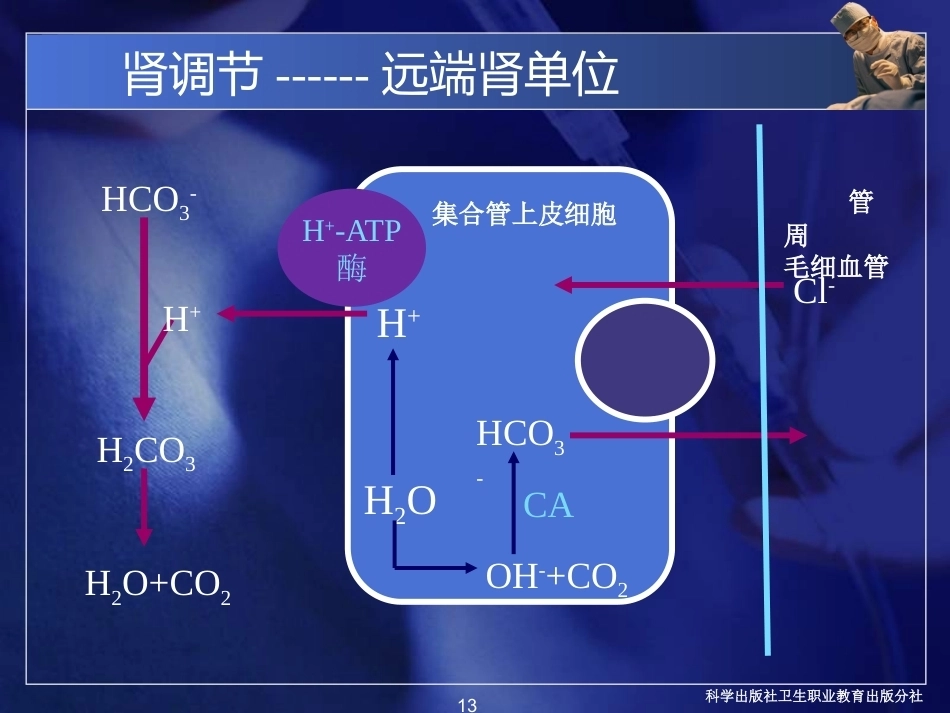 酸碱平衡紊乱病理学基础_第13页