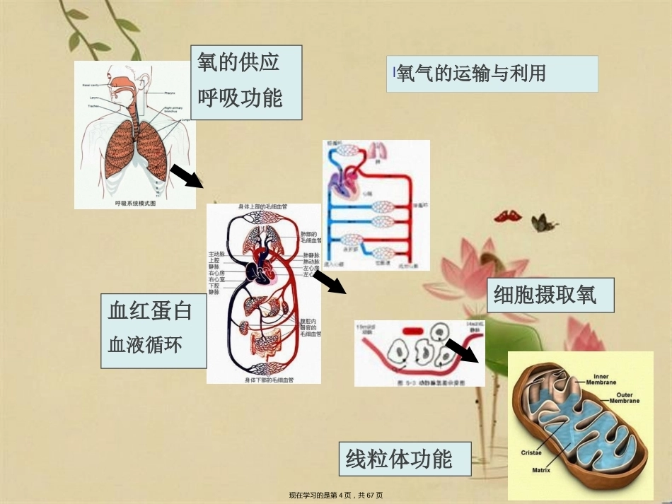 临床医学病理学缺氧_第4页