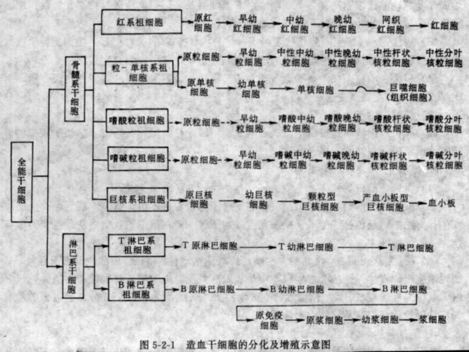 骨髓细胞学_第3页