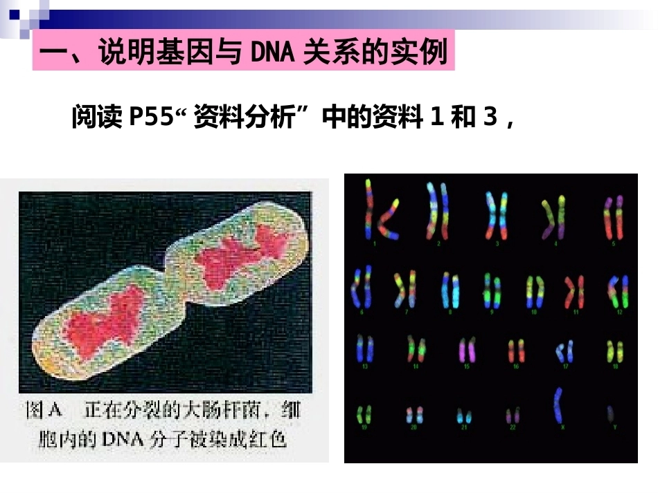 基因是有遗传效应的DNA片段(好)概述_第4页