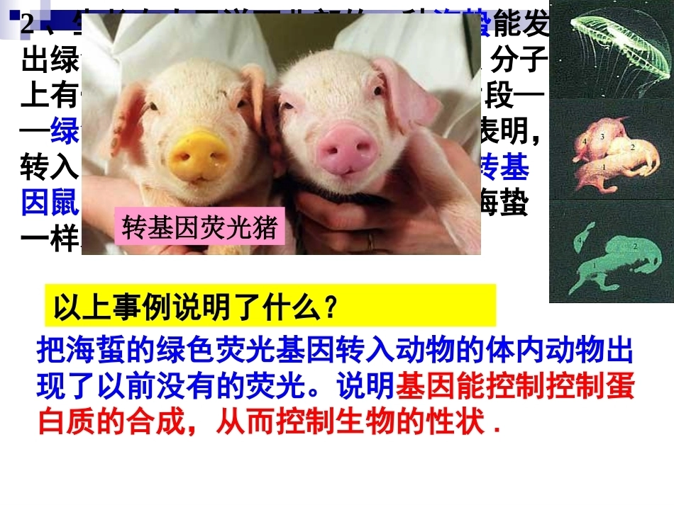 基因是有遗传效应的DNA片段(好)概述_第7页