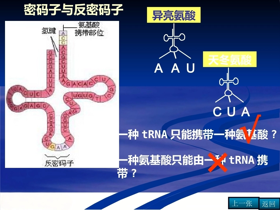 染色体DNA基因的关系_第10页