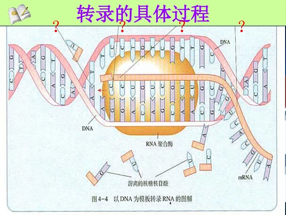 染色体DNA基因的关系_第11页