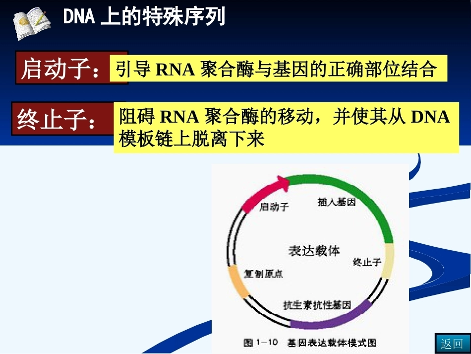 染色体DNA基因的关系_第12页