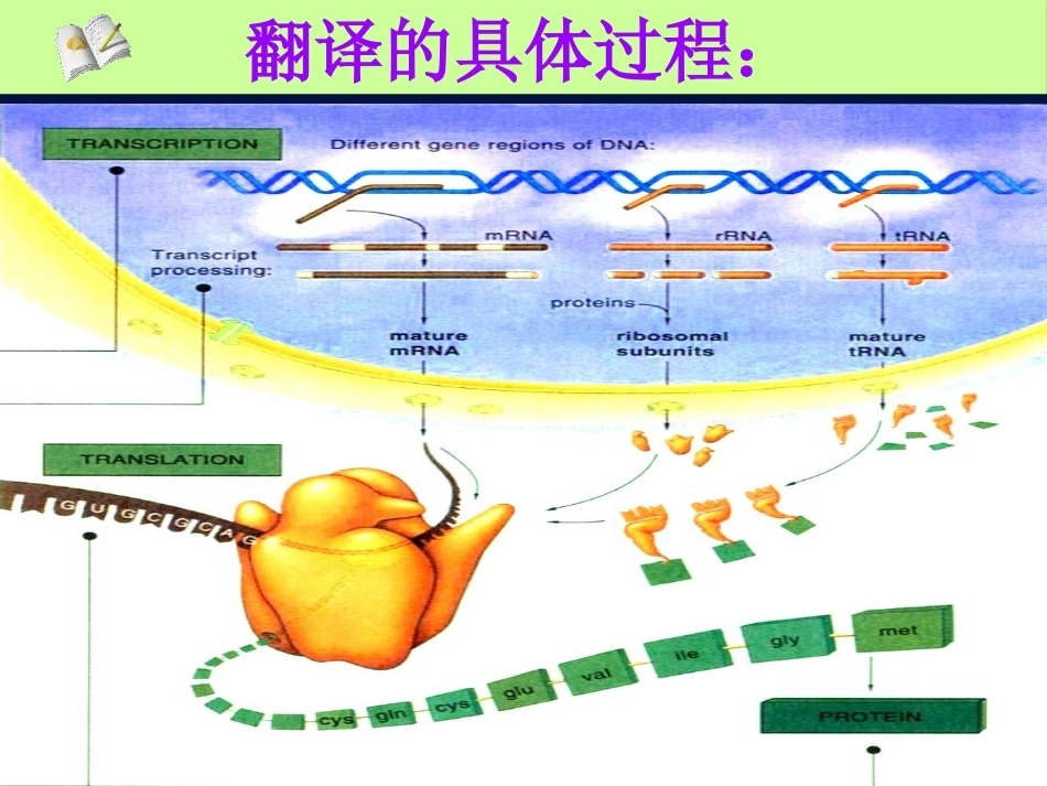 染色体DNA基因的关系_第14页