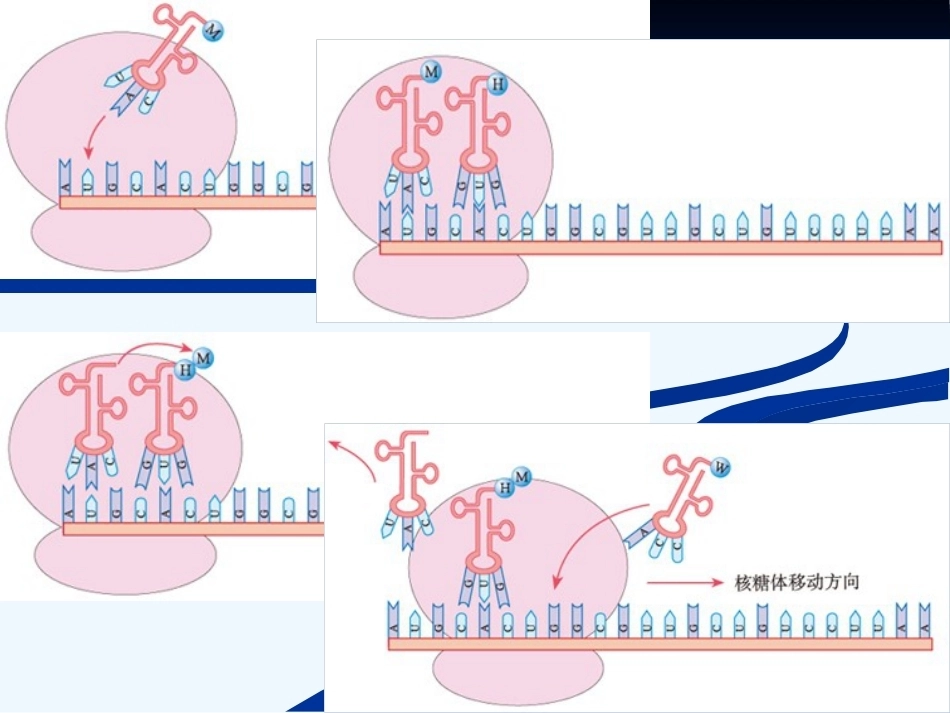 染色体DNA基因的关系_第15页
