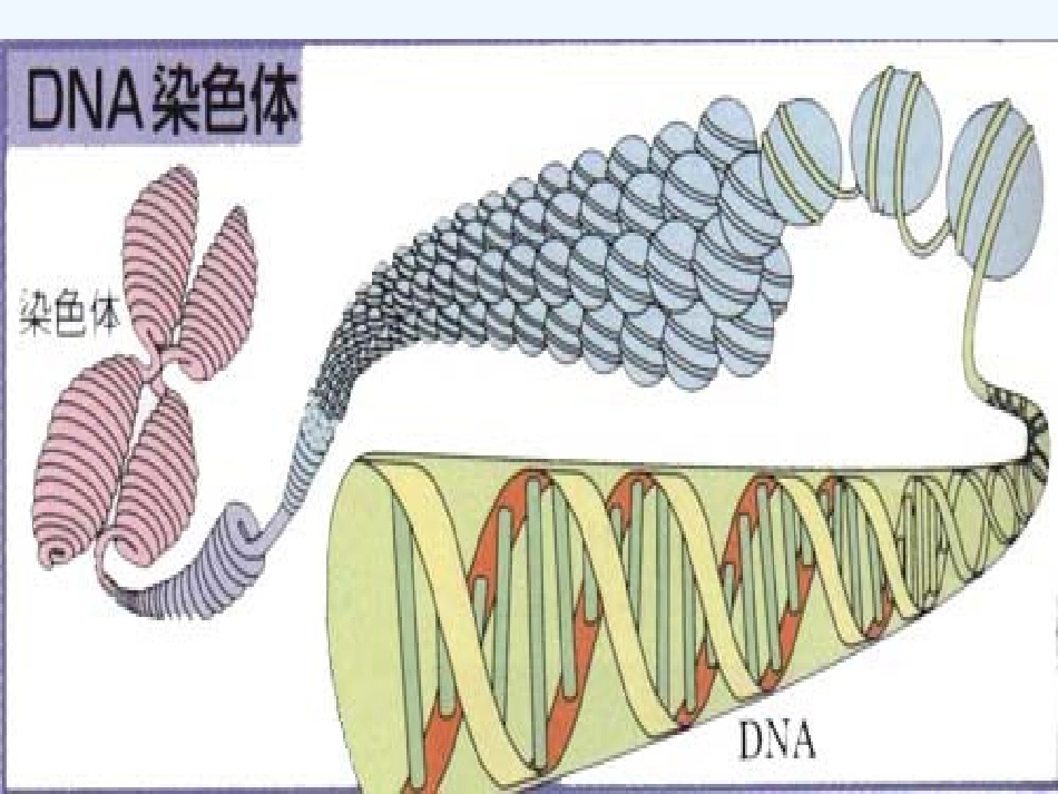 染色体DNA基因的关系_第2页
