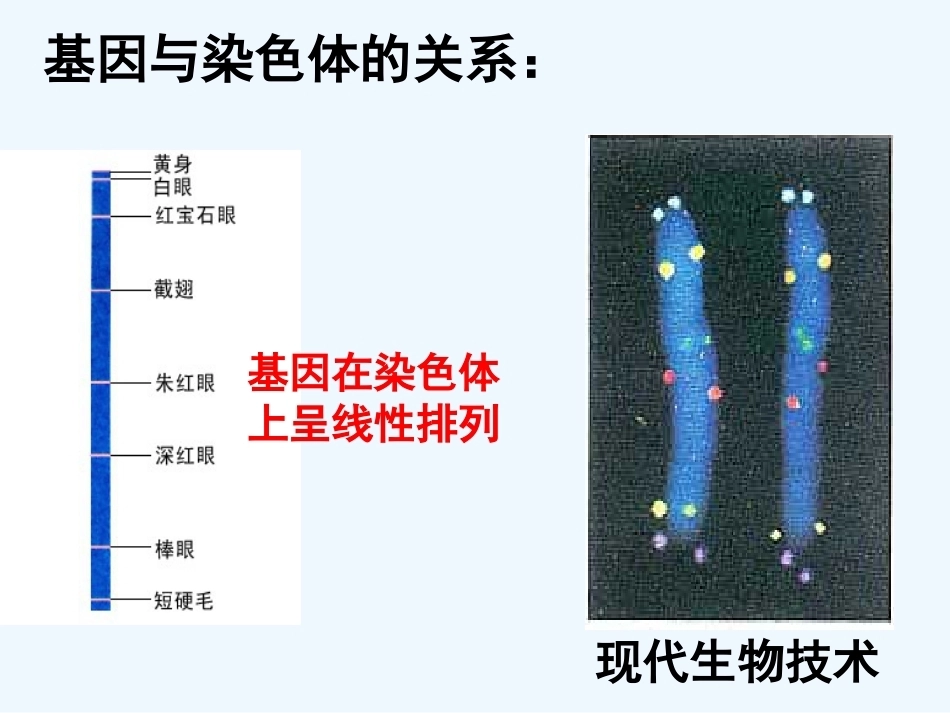染色体DNA基因的关系_第3页