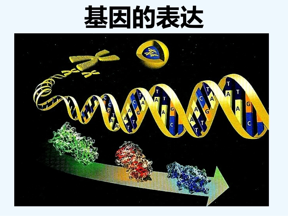 染色体DNA基因的关系_第4页