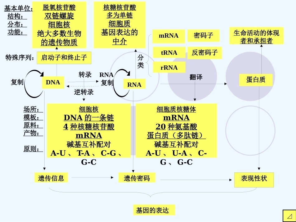 染色体DNA基因的关系_第5页