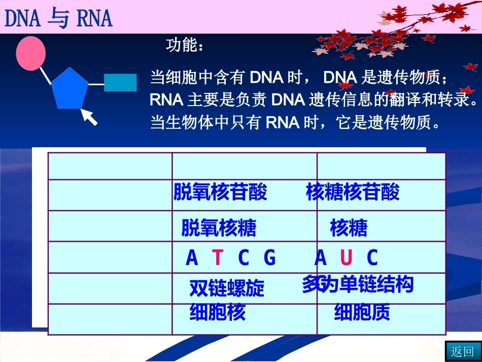 染色体DNA基因的关系_第6页