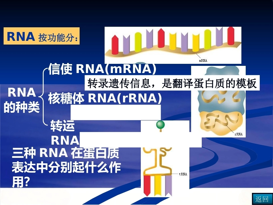 染色体DNA基因的关系_第7页