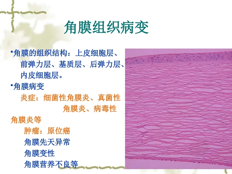 眼科病理学_第4页