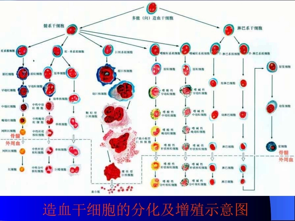 骨髓细胞学检查_第15页