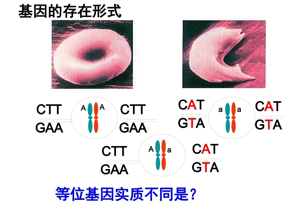 基因是有遗传效应的DNA片段PPT(上课用)_第12页