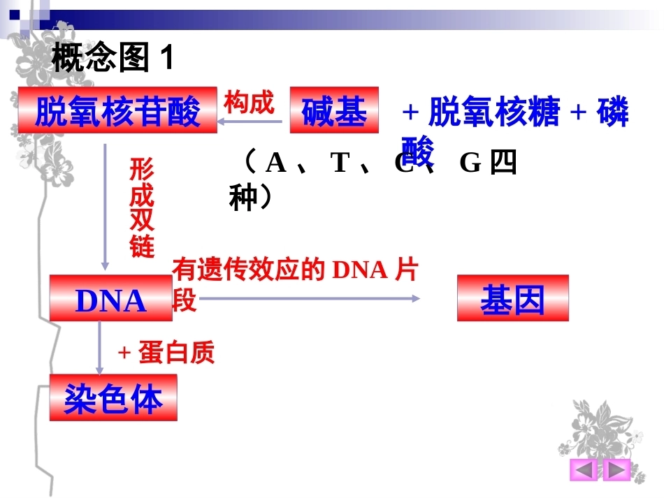 基因是有遗传效应的DNA片段PPT(上课用)_第15页