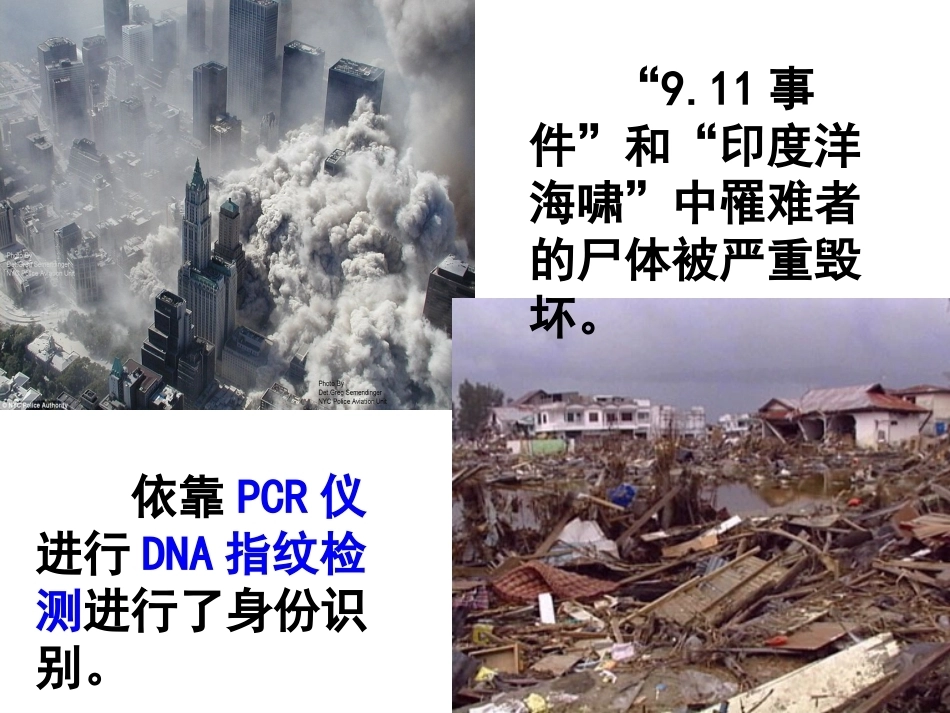 基因是有遗传效应的DNA片段PPT(上课用)_第2页