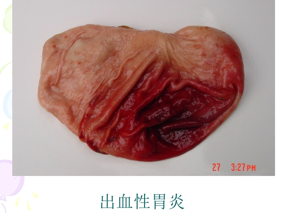 兽医病理学PPT 消化系统病理_第11页