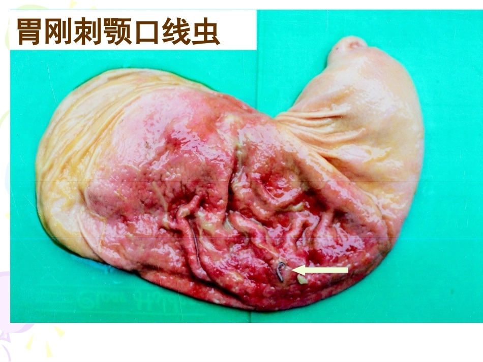 兽医病理学PPT 消化系统病理_第12页