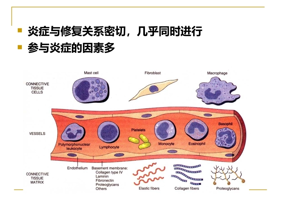 炎症病理学_第3页